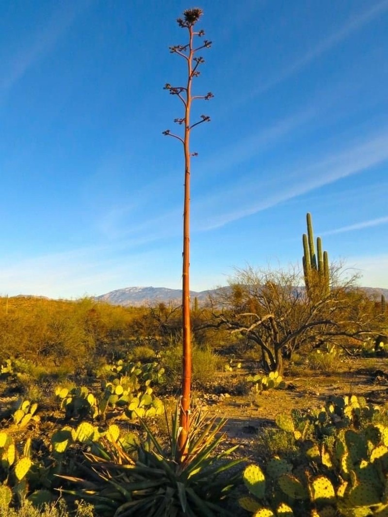 Palmer's Century Plant photo 3