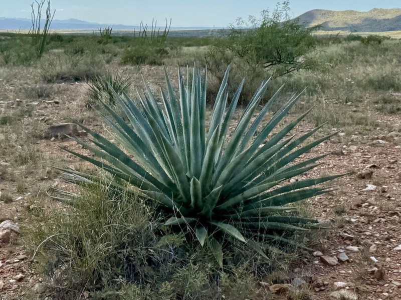 Palmer's Century Plant photo 4