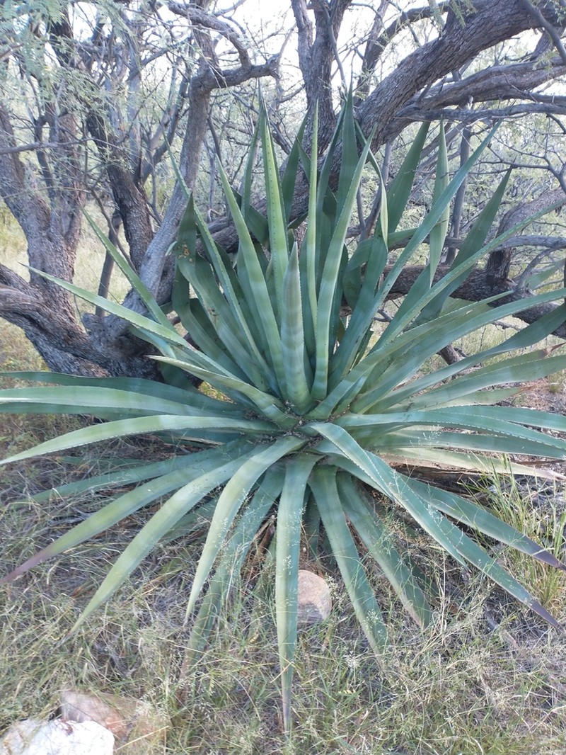 Palmer's Century Plant photo 5