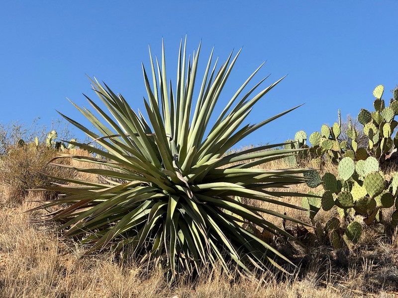 Palmer's Century Plant photo 6