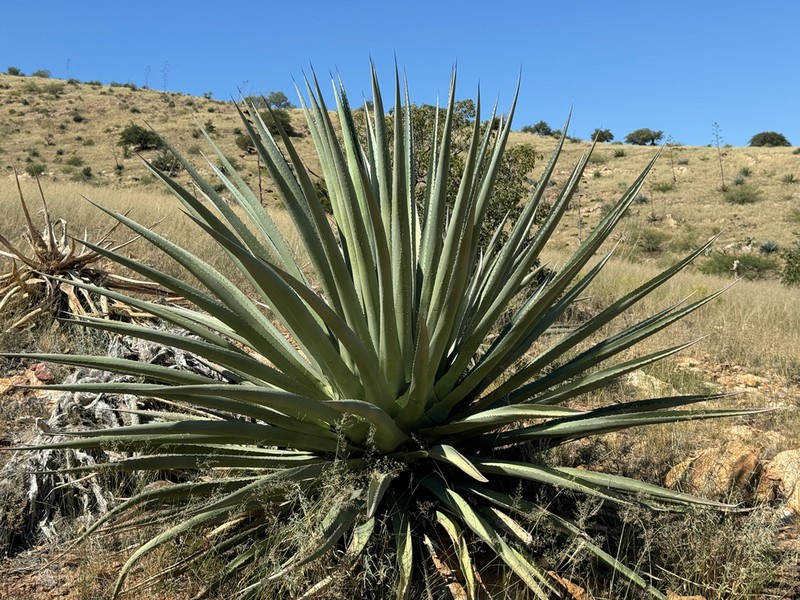 Palmer's Century Plant photo 7