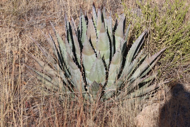 Palmer's Century Plant photo 8