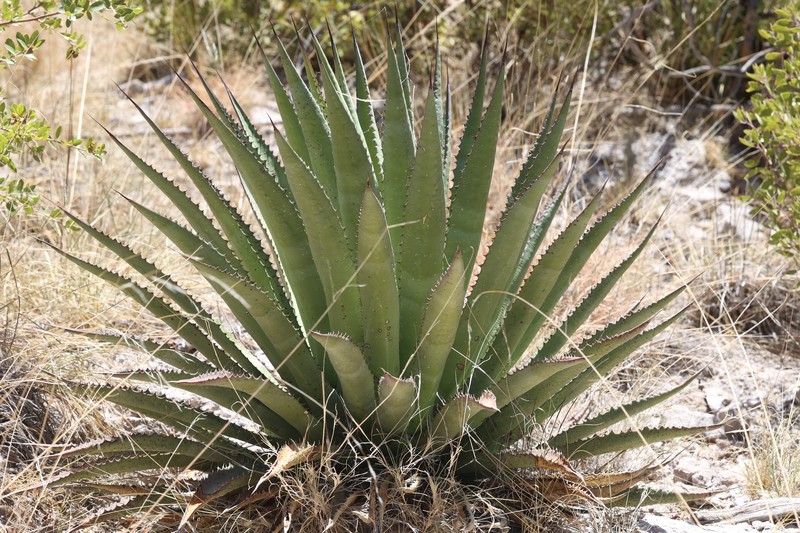 Palmer's Century Plant