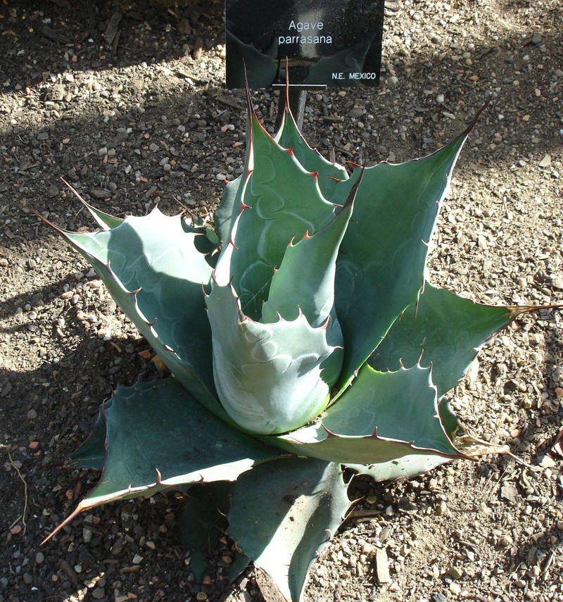Agave parrasana
