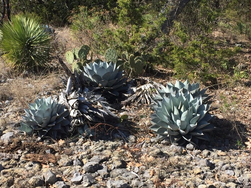 Agave parrasana photo 2