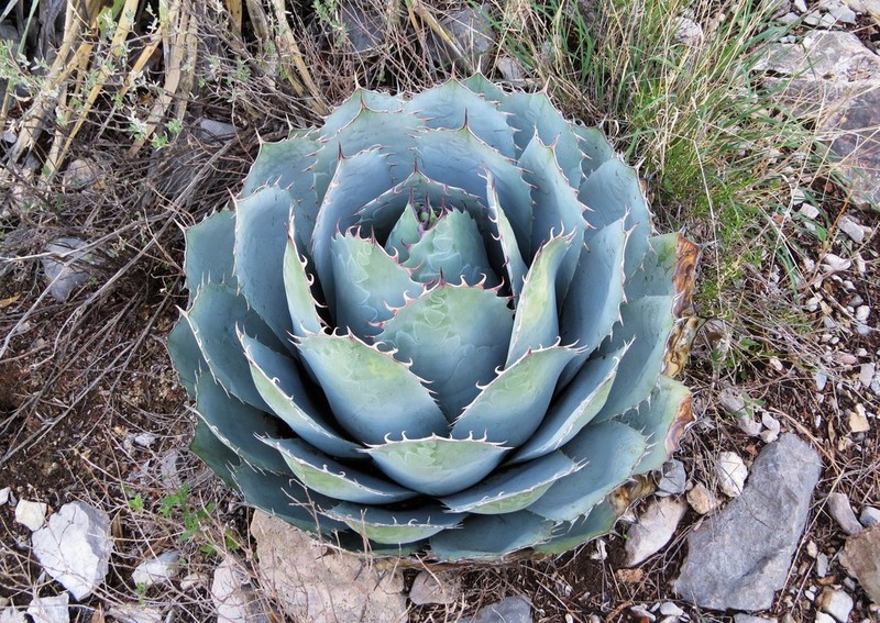 Agave parrasana photo 3