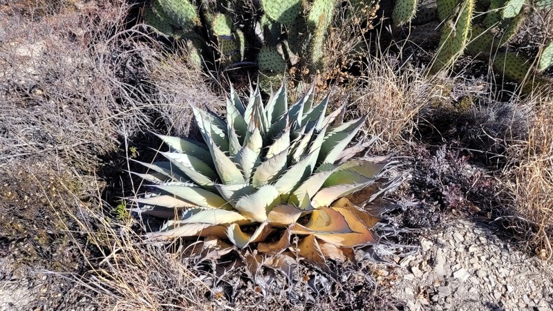 Agave parrasana photo 4