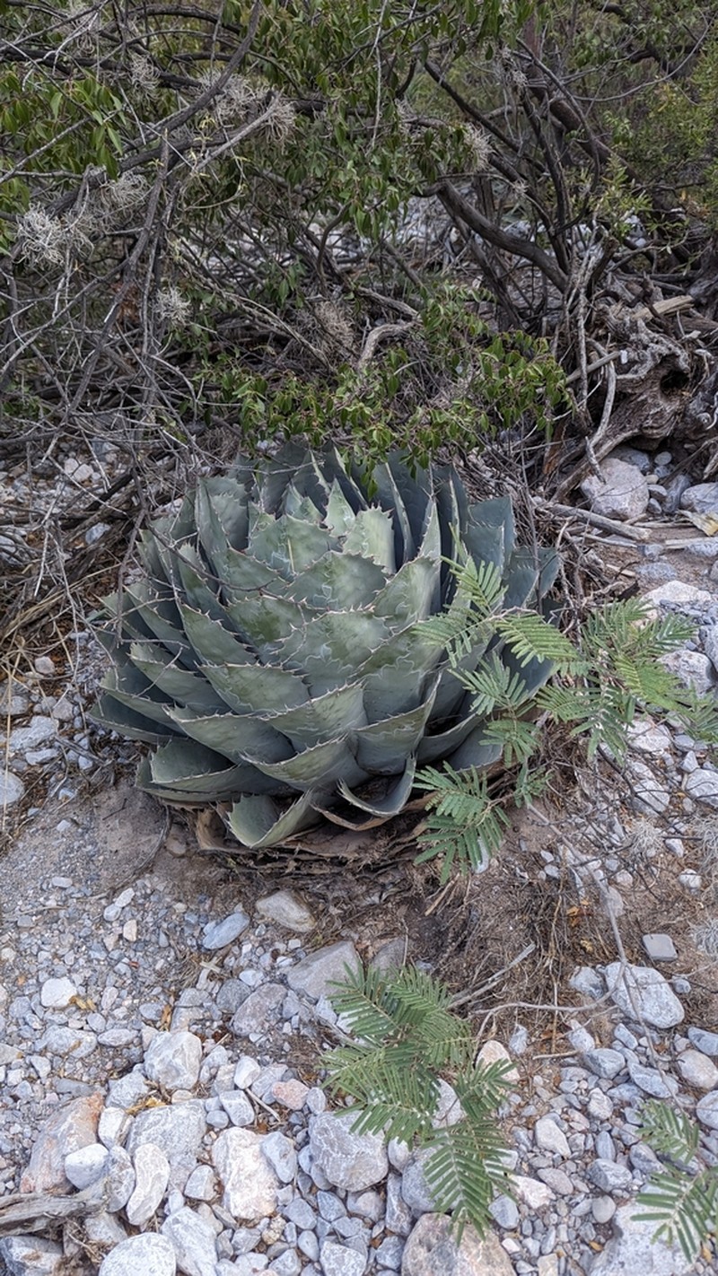 Agave parrasana photo 5
