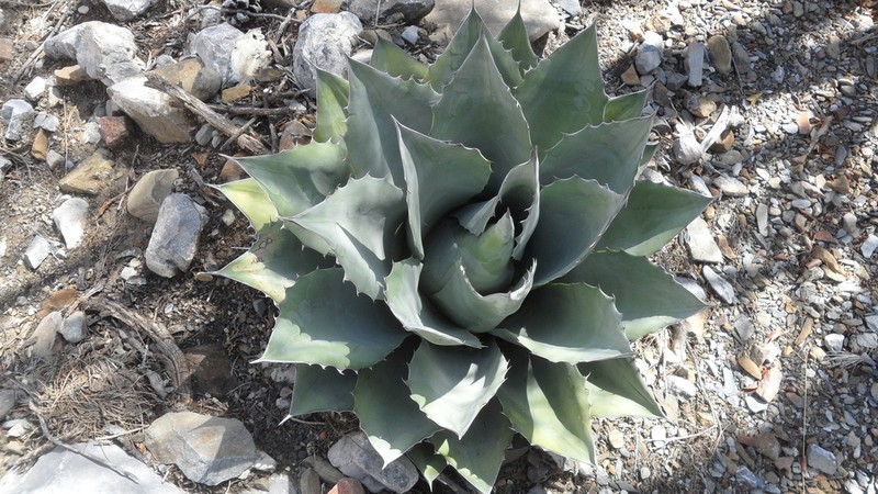 Agave parrasana photo 6