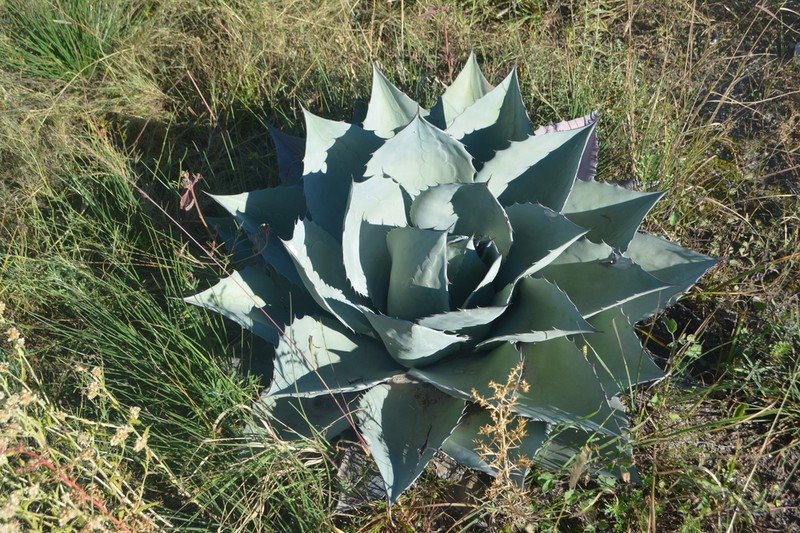 Agave parrasana photo 7