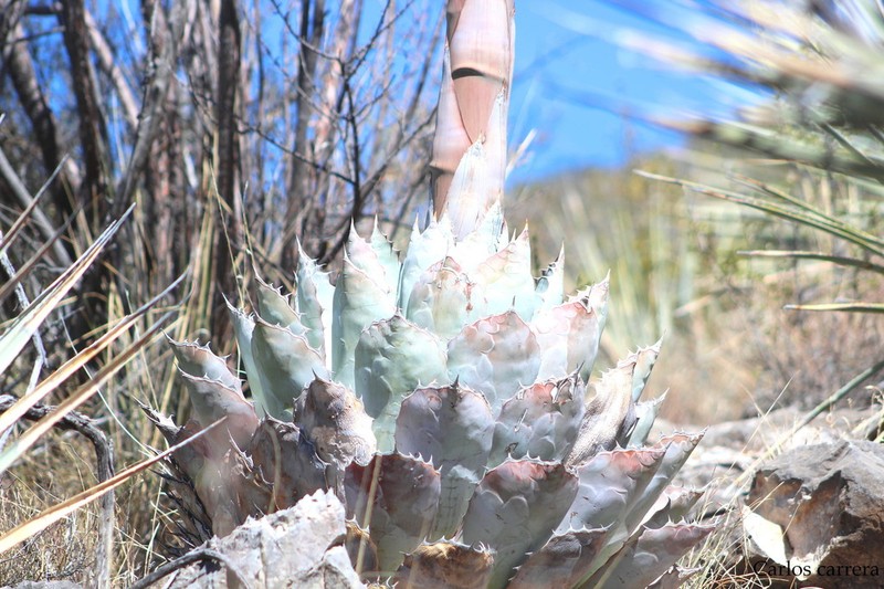 Agave parrasana photo 8