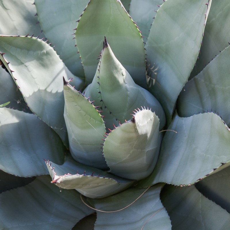 Parry's Agave