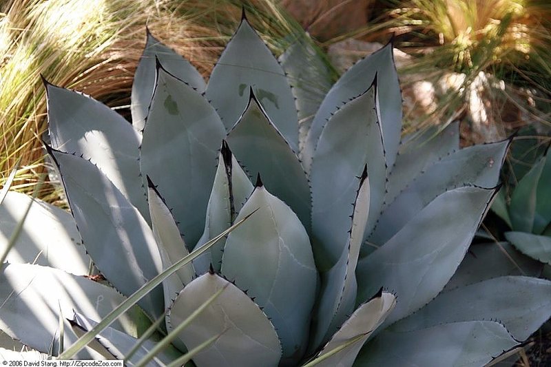Parry's Agave photo 4