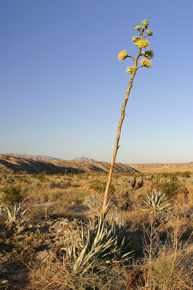 Parry's Agave photo 5