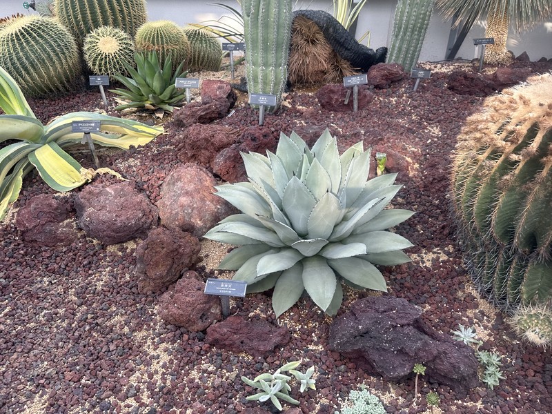 Parry's Agave photo 6