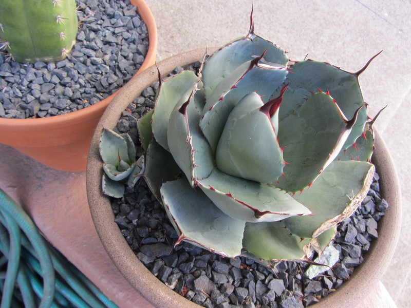 Parry's Agave photo 7