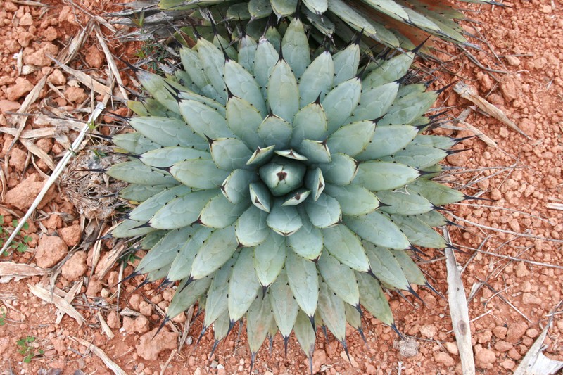 Parry's Agave photo 8