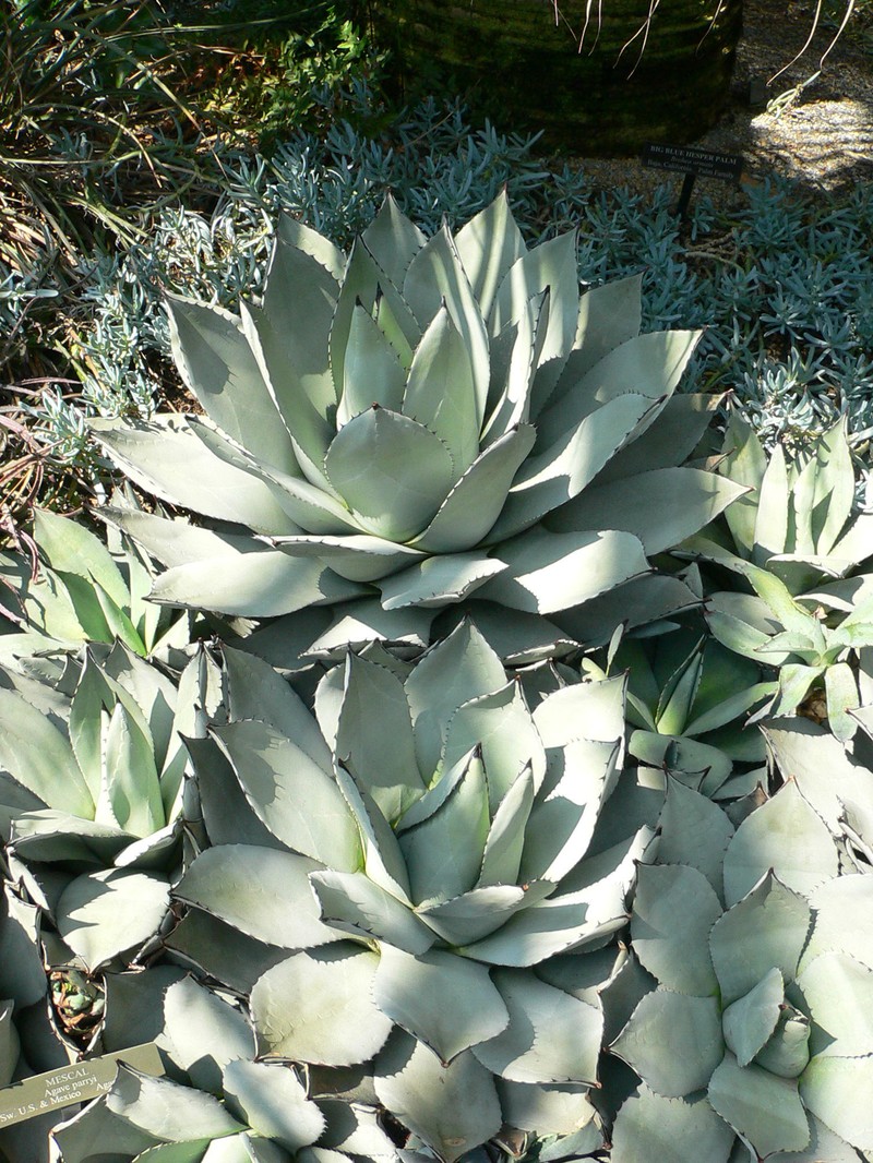 Parry's Agave photo 2