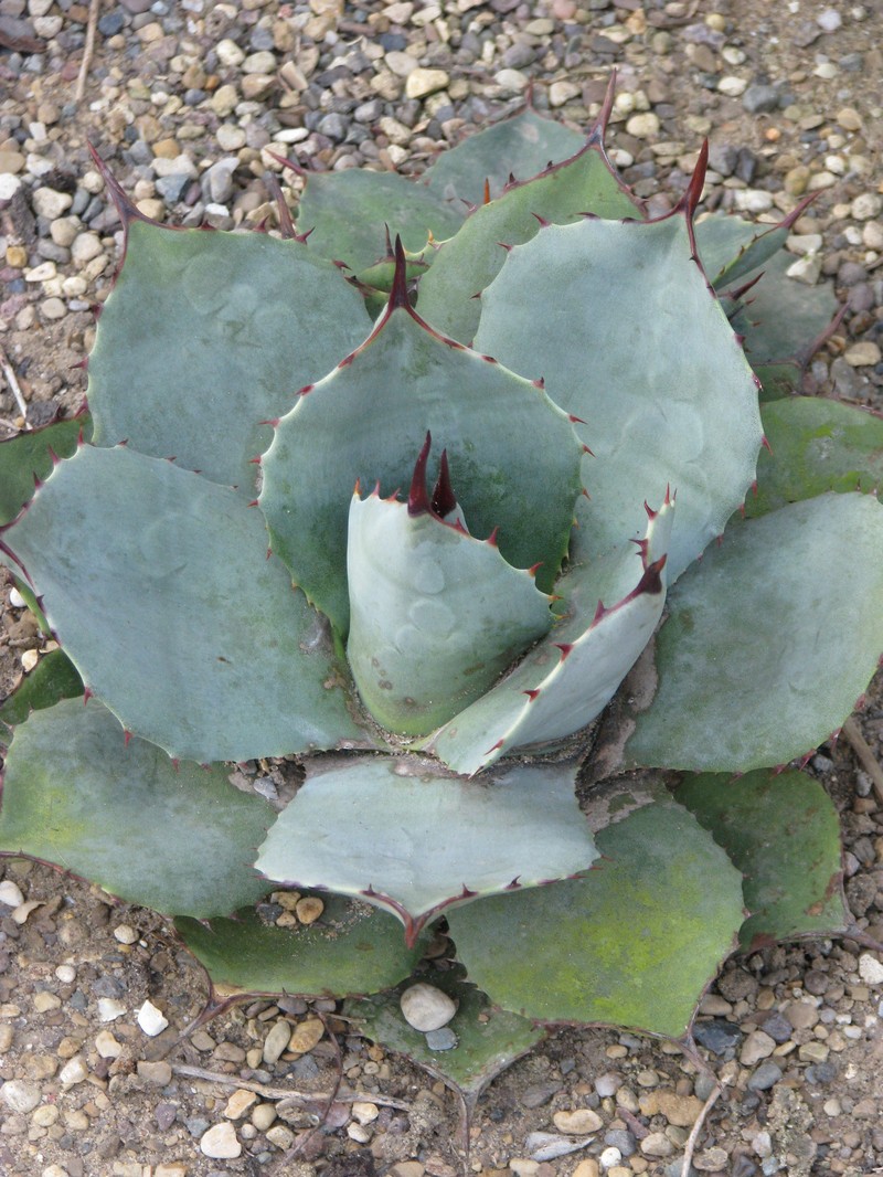 Parry's Agave photo 3