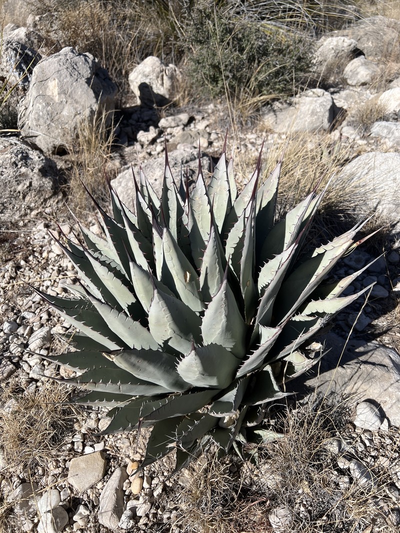 Agave parryi subsp. neomexicana