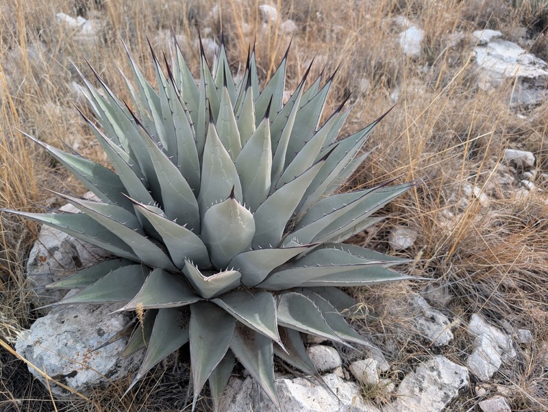 Agave parryi subsp. neomexicana photo 2
