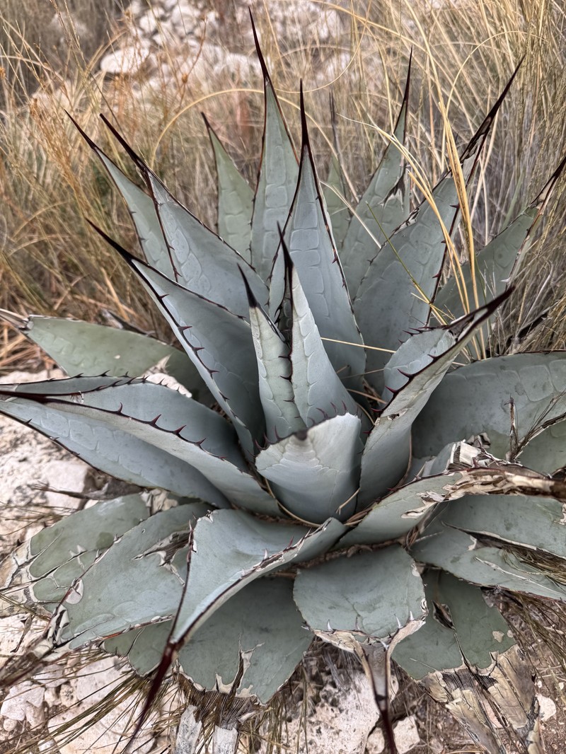 Agave parryi subsp. neomexicana photo 3