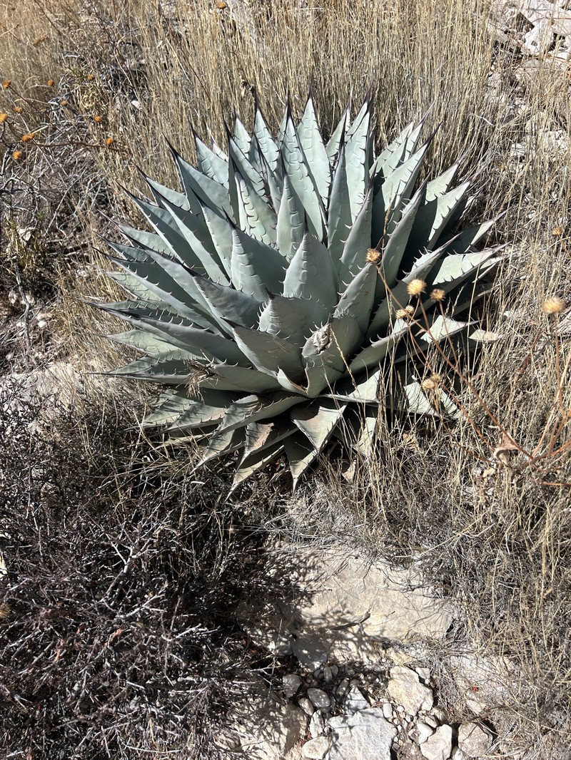 Agave parryi subsp. neomexicana photo 4
