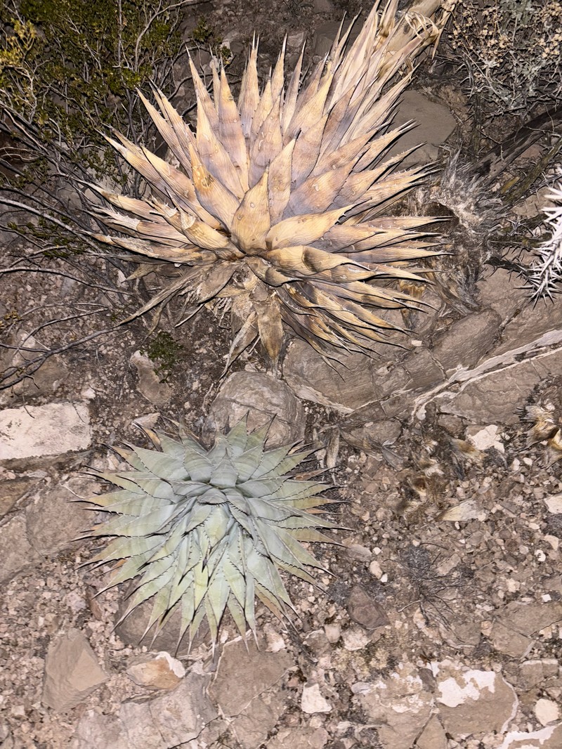 Agave parryi subsp. neomexicana photo 5