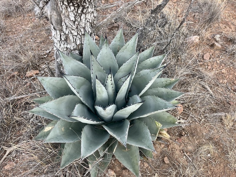 Agave parryi subsp. neomexicana photo 6