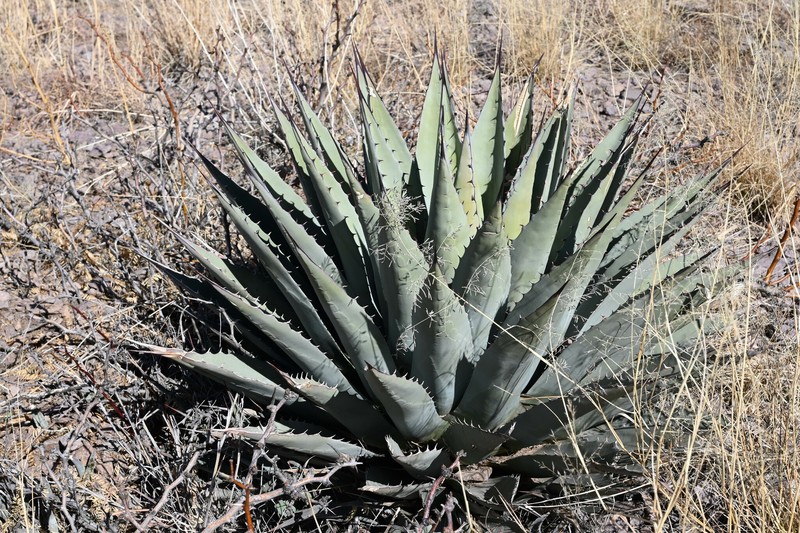 Agave parryi subsp. neomexicana photo 7
