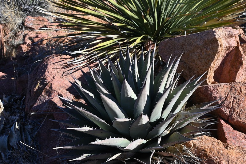 Agave parryi subsp. neomexicana photo 8