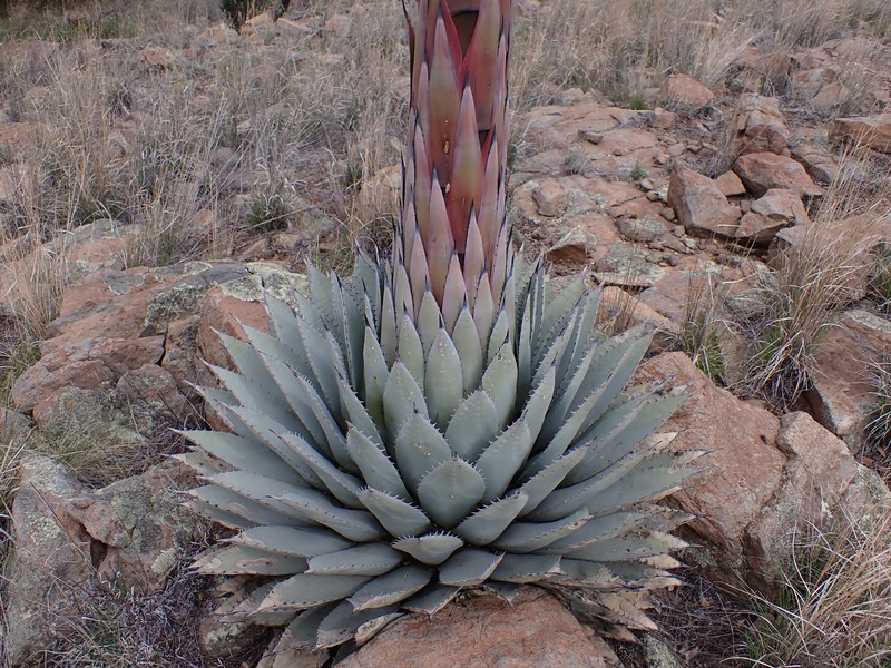 Agave parryi subsp. parryi