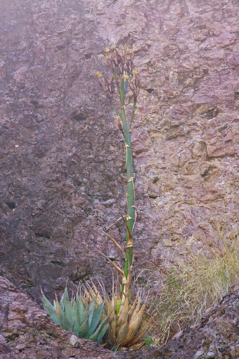 Agave parryi subsp. parryi photo 2