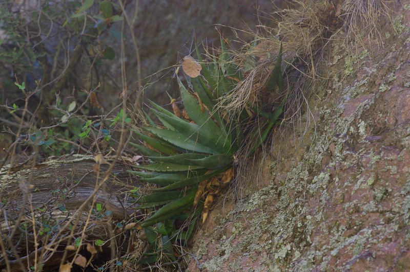 Agave parryi subsp. parryi photo 3