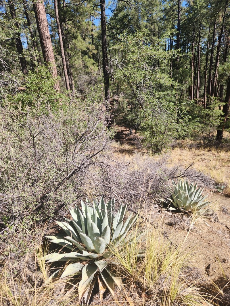 Agave parryi subsp. parryi photo 4