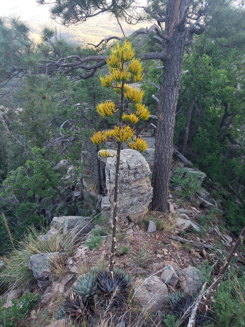 Agave parryi subsp. parryi photo 5