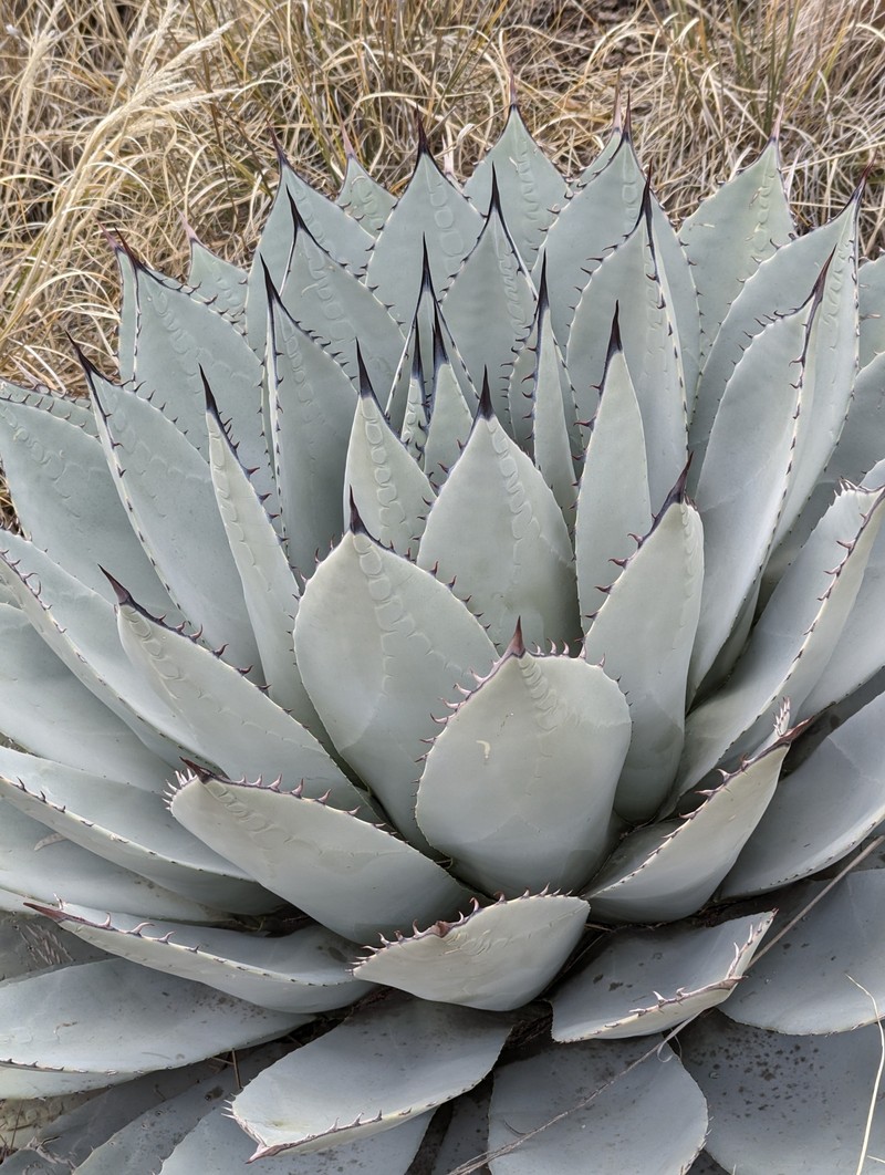 Agave parryi subsp. parryi photo 6