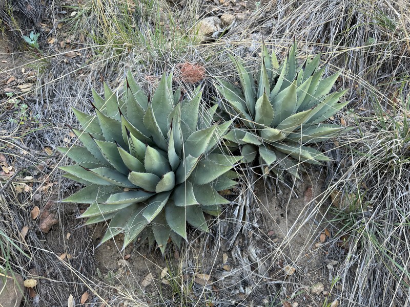 Agave parryi subsp. parryi photo 7