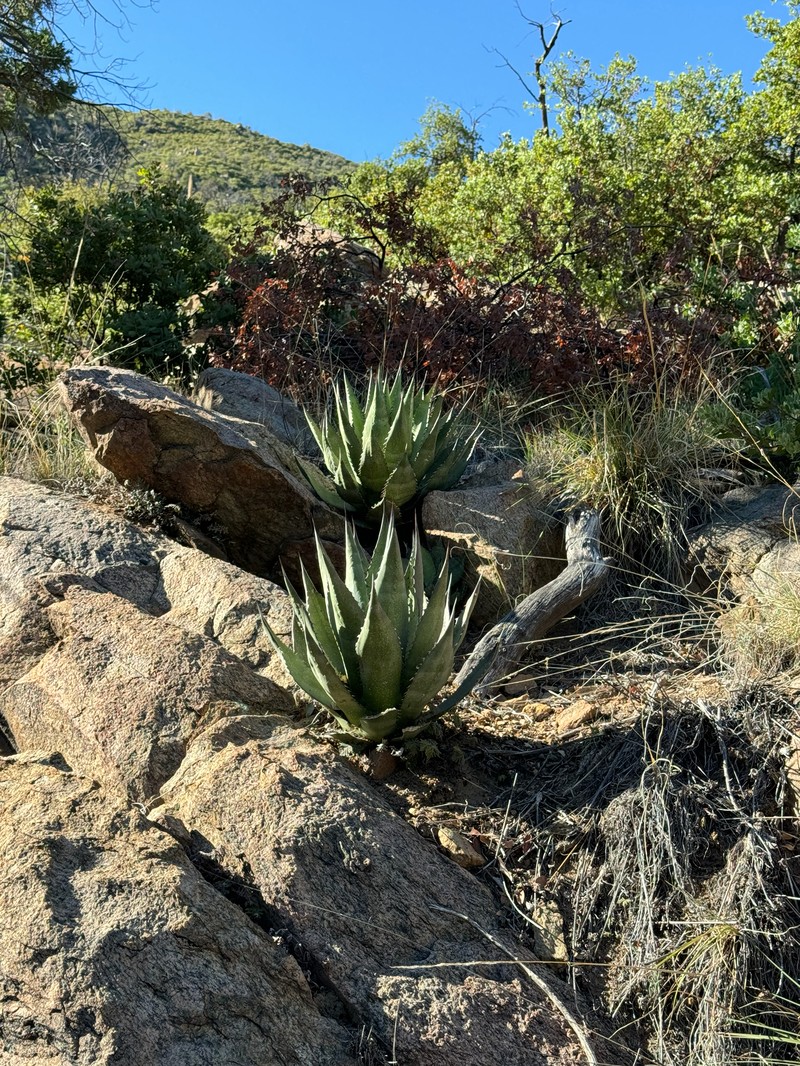 Agave parryi subsp. parryi photo 8