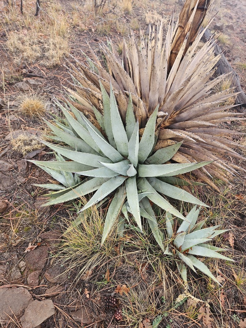 Agave parryi var. couesii