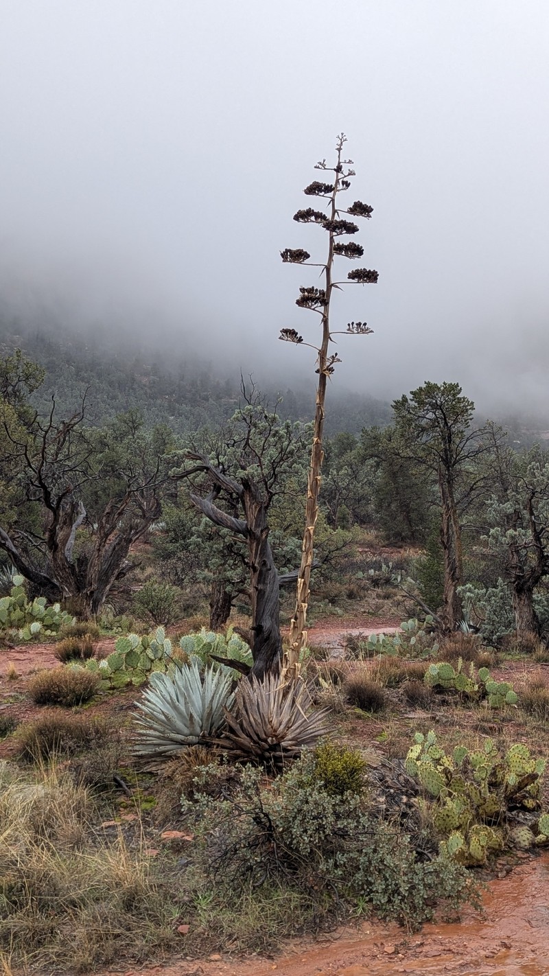 Agave parryi var. couesii photo 2