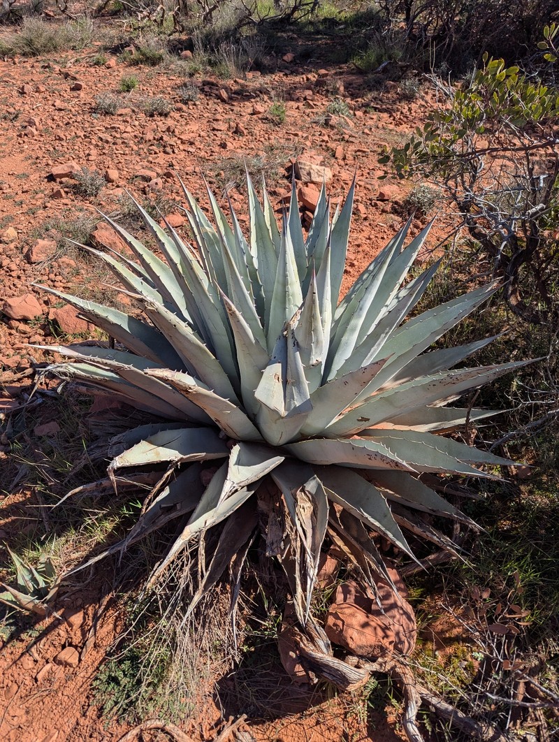 Agave parryi var. couesii photo 3