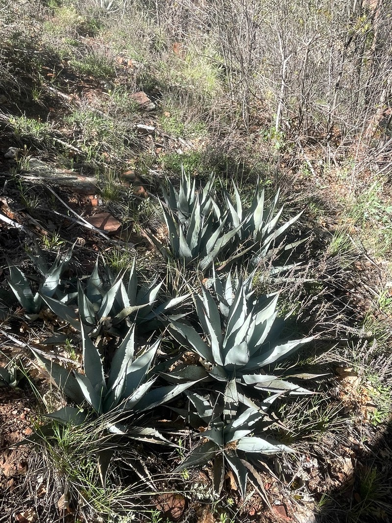 Agave parryi var. couesii photo 4