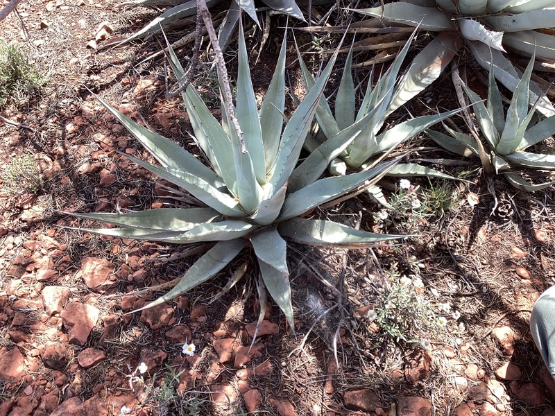 Agave parryi var. couesii photo 5