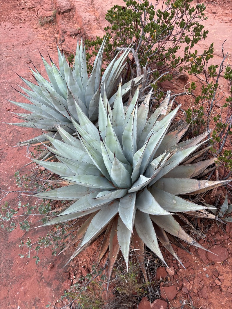 Agave parryi var. couesii photo 6