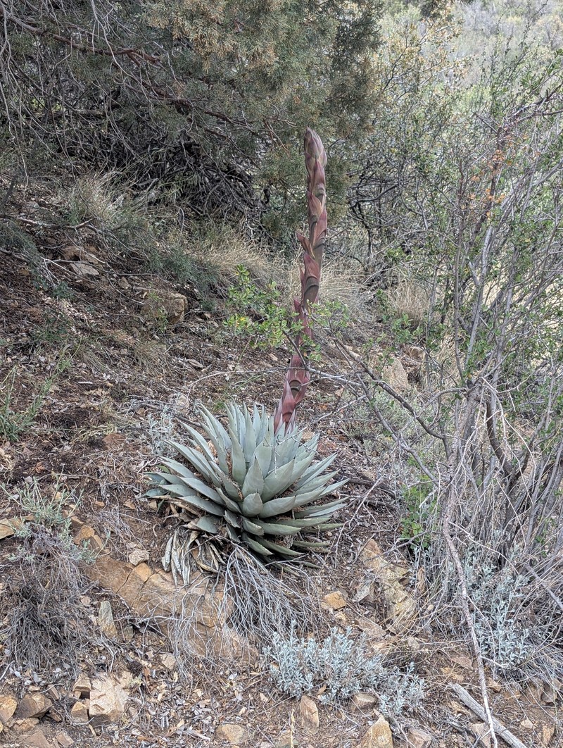 Agave parryi var. couesii photo 7
