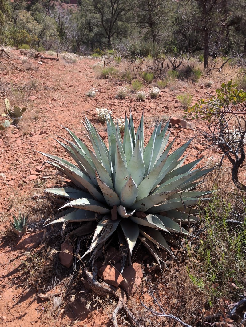 Agave parryi var. couesii photo 8