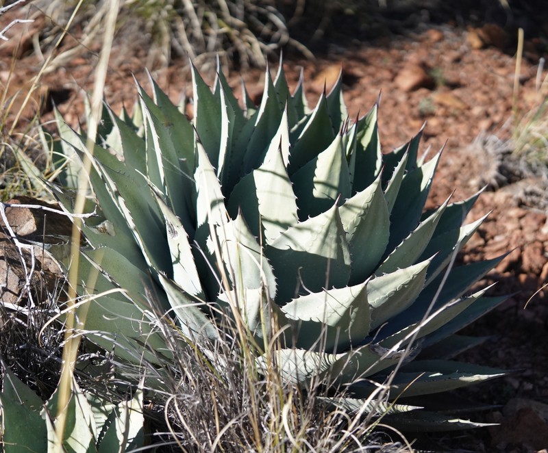 Agave parryi var. huachucensis