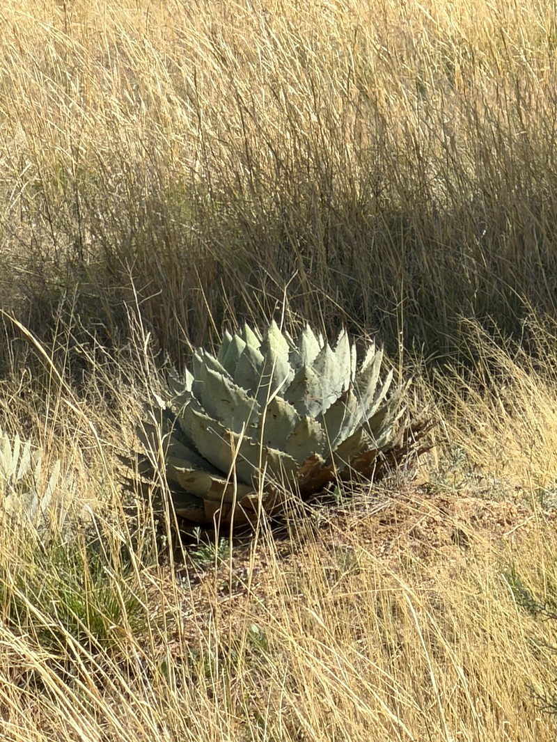 Agave parryi var. huachucensis photo 2