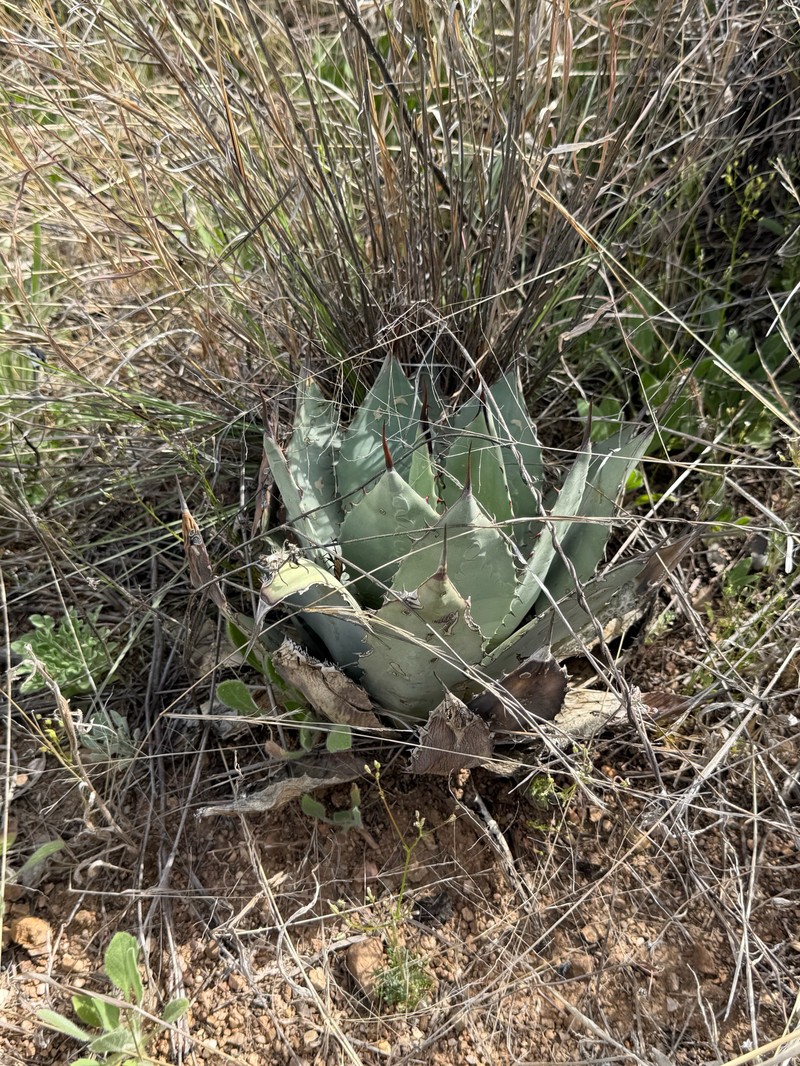Agave parryi var. huachucensis photo 3